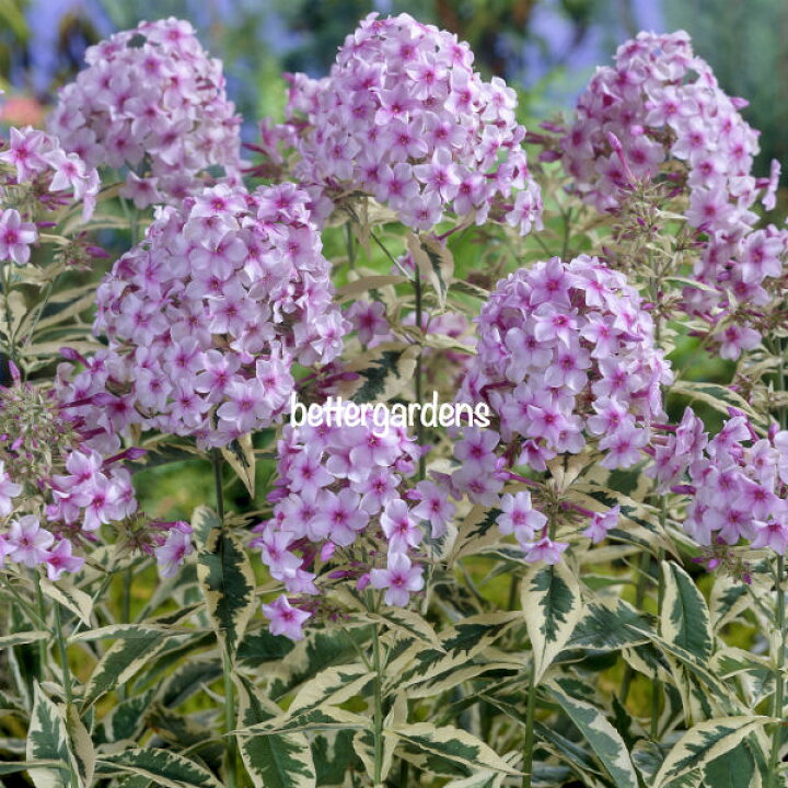 楽天市場 宿根草 フロックス クレームドマント 2ポット1セット 9cmポット Aグループ Phlox Paniculata Creme De Menthe 花苗と球根の店 Better Gardens