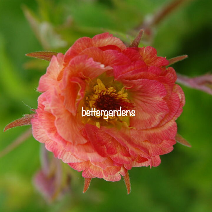 楽天市場 宿根草 ゲウム マイタイ 2ポット1セット 9cmポット Aグループ Geum Maitai 花苗と球根の店 Better Gardens 楽天市場 宿根草 ゲウム マイタイ 2ポット1セット 9cmポット Aグループ Geum Maitai 花苗と球根の店 Better Gardens