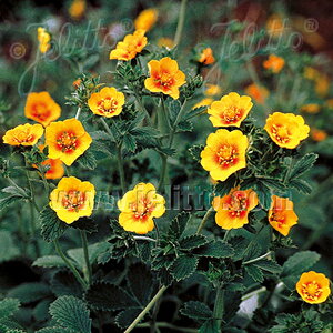 y敪Azyhz|eeB 'IW X^[bg'(2|bg1Zbg/9cm|bg) POTENTILLA atrosanguinea 'Orange Starlit'