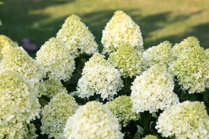 y敪Gzy10.5cm|bg^1|bgznChWA 'rORbgN[j' yAWTCEmEcMzq05/11݁AtWJr