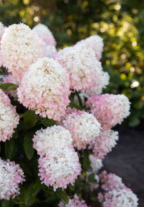 y敪Gzy10.5cm|bg^1|bgznChWA 'rOYx[sN' yAWTCEmEcMzq05/11݁AtWJr