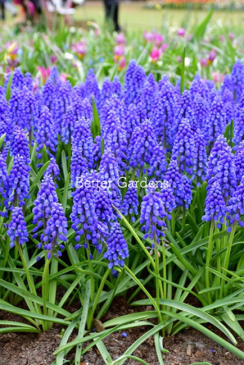 楽天市場 球根 ムスカリ アルメニアカム 1袋 球入 Aグループ Muscari Armeniacum 花苗と球根の店 Better Gardens 楽天市場 球根 ムスカリ アルメニアカム 1袋 球入 Aグループ Muscari Armeniacum 花苗と球根の店 Better Gardens