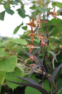 y敪AzyhzzJXtJL' (9cm|bg)