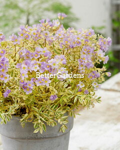 y敪Azyhz|jE 'S[ftFU[' (10.5cm|bg) POLEMONIUM 'Golden Feathers'