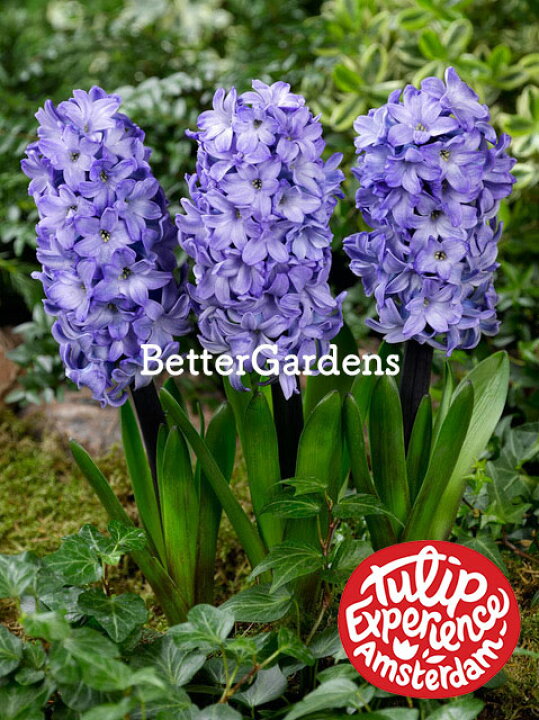 楽天市場 球根 ヒヤシンス ブルースター 1袋 3球入 Aグループ Hyacinthus Blue Star 花苗と球根の店 Better Gardens