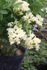 【送料区分A】【宿根草】バプティシア 'イエローフォール'(12cmポット)