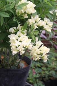 y敪AzyhzoveBVA 'CG[tH['(12cm|bg)