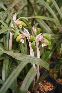 y敪AzyhzV (2|bg1Zbg/9cmO|bg) CYMBIDIUM goeringii