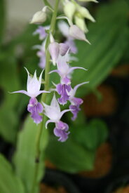 【送料区分A】【宿根草】ナツエビネ(2ポット1セット/10.5cmポット) CALANTHE reflexa〈2024開花終了〉