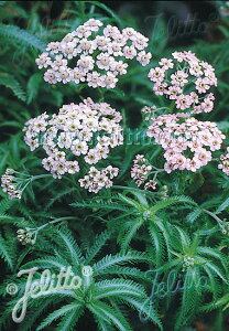 y敪AzyhzALAEVrJ 'up[h'(2|bg1Zbg/9cm|bg) ACHILLEA sibirica ssp. camtschatica 'Love Parade'