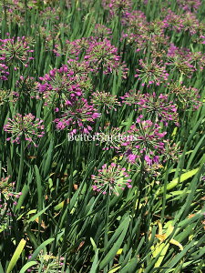 y敪Azy10.5cm|bg^1g2zAE x_[ouXyhzqԏI芔r