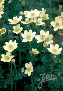 y敪AzyhzAllE`tB_ '}QjJ'(2|bg1Zbg/9cm|bg) ANEMONE multifida var. magellanica