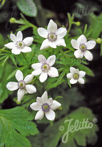 y敪AzyhzAllEuX(2|bg1Zbg/9cm|bg) ANEMONE rivularis