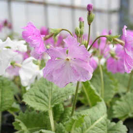 楽天市場 桜草 鉢の通販