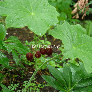y敪AzyhznbJN(12cm|bg) PODOPHYLLUM pleiantha