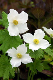 【送料区分A】【9cmポット／1組1株】シラネアオイ 白花【宿根草】〈05/11現在、花終わり〉