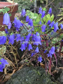 楽天市場 庭 植え 多年草の通販