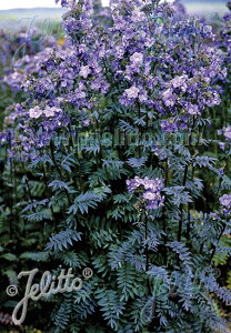 y敪Azyhz|jE 'p[vCXgC'(2|bg1Zbg/9cm|bg) POLEMONIUM yezoense 'Parple Rain Strain'
