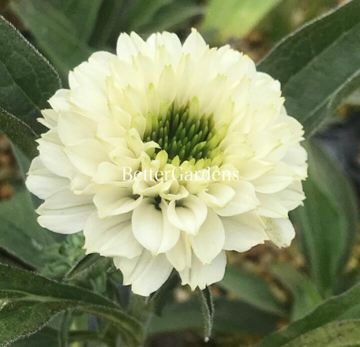 セナシサン 楽天市場】【送料区分G】【12cmポット／1組1株】エキナセア 'ホワイトパーフェクション' 【宿根草】〈07/24現在、一番花終了、切り戻しました〉  : 花苗と球根の店 Better Gardens