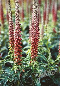 y敪AzyhzWM^X '~N`R[g'(2|bg1Zbg/9cm|bg) DIGITALIS parviflora 'Milk Chocolate'