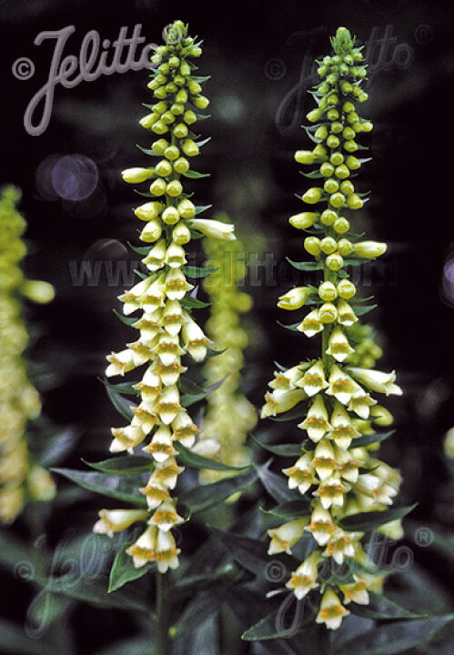 楽天市場 宿根草 ジギタリス ルテア 2ポット1セット 9cmポット Aグループ Digitalis Lutea 花苗と球根の店 Better Gardens