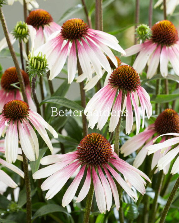 楽天市場 宿根草 エキナセア プリティパラソル 10 5cmポット Aグループ Echinacea Purpurea Pretty Parasols 花苗と球根の店 Better Gardens 楽天市場 宿根草 エキナセア プリティパラソル 10 5cmポット Aグループ Echinacea Purpurea Pretty Parasols 花苗と球根の店 Better Gardens