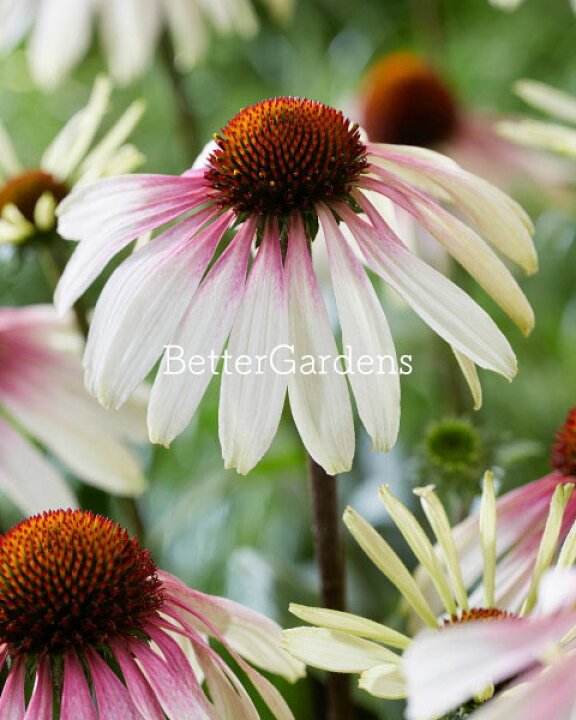 楽天市場 宿根草 エキナセア プリティパラソル 10 5cmポット Aグループ Echinacea Purpurea Pretty Parasols 花苗と球根の店 Better Gardens 楽天市場 宿根草 エキナセア プリティパラソル 10 5cmポット Aグループ Echinacea Purpurea Pretty Parasols 花苗と球根の店 Better Gardens