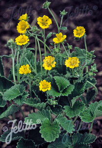y敪Azyhz|eeB 'S[fX^[bg'(2|bg1Zbg/9cm|bg) POTENTILLA atrosanguinea var. argyrophylla 'Golden Starlit'