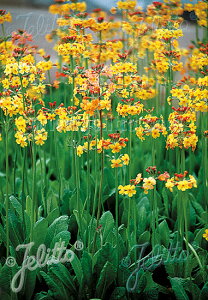y敪Azyhzv ui(2|bg1Zbg/9cm|bg) PRIMULA bulleyana