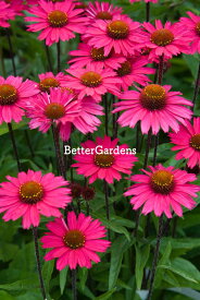 【送料区分G】【12cmポット／1ポット】エキナセア 'センセーションピンク' 【宿根草】〈2025/06/18現在：抽苔、ご注文時期によって箱に入らない場合は花茎をカットする場合もあります〉