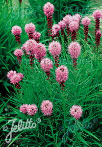 y敪AzyhzAgX 'R{gXgC' (2|bg1Zbg/9cm|bg) LIATRIS spicata 'Kobold Strain'