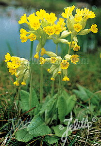 y敪Azyhzv xX(2|bg1Zbg/9cm|bg) PRIMULA veris