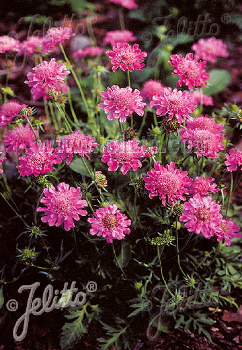 楽天市場 宿根草 スカビオサ ピンクッションピンク 10ポット1セット 9cmポット Aグループ Scabiosa Columbaria F Nana Pincushion Pink 花苗と球根の店 Better Gardens