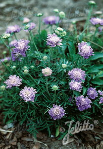 y敪AzyhzXJrIT 'sNbVu['(2|bg1Zbg/9cm|bg) SCABIOSA columbaria f. nana 'Pincushion Blue'