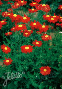 y敪Azyhz^iZ^'r\bh'(2|bg1Zbg/9cm|bg) TANACETUM coccineum 'Robinson Red'