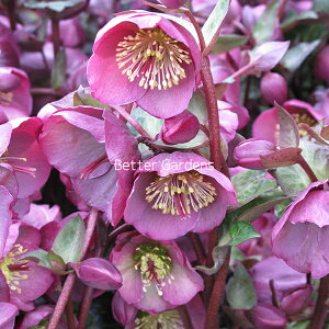 y敪Gzy12cm|bgzNX}X[Y 'yj[YsN'yhENX}X[Yzq2025/10/04AtWJANccA2026JԌݕcr