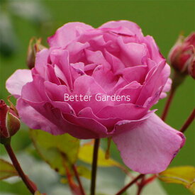 【バラ大苗】ミスターダーシー(15cmポット)【Gグループ】 Mr.Darcy