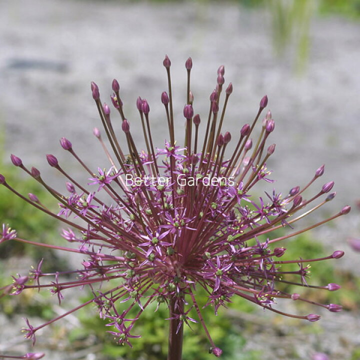 楽天市場 球根 アリウム シュベルティ 2ポット1セット Aグループ Allium Schubertii 花苗と球根の店 Better Gardens 楽天市場 球根 アリウム シュベルティ 2ポット1セット Aグループ Allium Schubertii 花苗と球根の店 Better Gardens