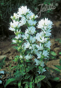 y敪AzyhzJpjEO[^ Ao(2|bg1Zbg/9cm|bg)y CAMPANULA glomerata var. alba