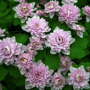 y敪AzyhzoCJJ}c\E 'IXJ[VAt' (2|bg1Zbg/9cm|bg) ANEMONELLA thalictroides 'Oscar Schoaf'
