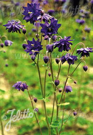 【送料区分A】【宿根草】西洋オダマキ 'ブルーバロー'(2ポット1セット/9cmポット) AQUILEGIA vulgaris var. stellata plena Barlow-Series 'Blue Barlow'