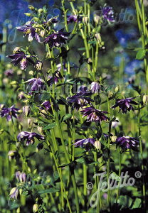 y敪AzyhzmI_}L 'NX^o['(2|bg1Zbg/9cm|bg) AQUILEGIA vulgaris var. stellata plena Barlow-Series 'Christa Barlow'