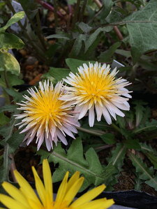 y敪Azyhzg^|| (2|bg1Zbg/9cm|bg) TARAXACUM pseudoroseum