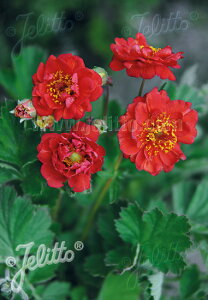 y敪AzyhzQEE`GZ 'u[WOTZbg' (2|bg1Zbg/9cm|bg) GEUM chiloense 'Blazing Sunset'