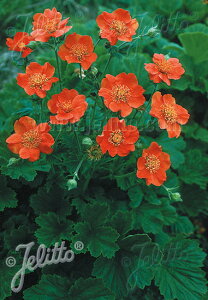y敪AzyhzQE '{V[XgC' (2|bg1Zbg/9cm|bg) GEUM coccineum 'Borisii-Strain'