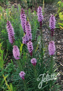 y敪AzyhzAgX 'tX^oCIbg'(2|bg1Zbg/9cm|bg) LIATRIS spicata 'Floristan Violet'