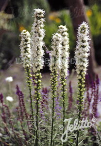 y敪AzyhzAgX 'tX^zCg' (2|bg1Zbg/9cm|bg) LIATRIS spicata 'Floristan White'