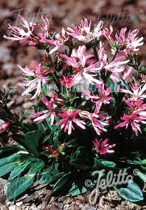 y敪AzyhzNjXEtXNN 'ii' (2|bg1Zbg/9cm|bg) LYCHNIS flos-cuculi 'Nana'