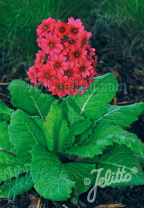y敪AzyhzvEW|jJ '~[YN]f (2|bg1Zbg/9cm|bg) PRIMULA japonica 'Millers Crimson'