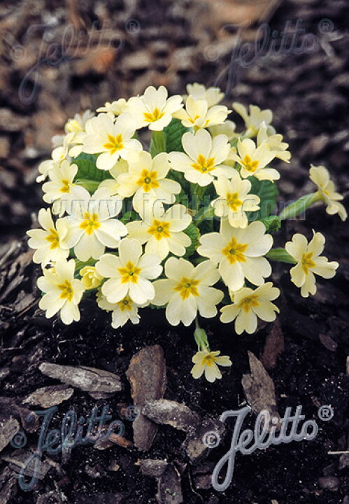 楽天市場 宿根草 プリムラ ブルガリス 2ポット1セット 9cmポット Aグループ Primula Vulgaris 花苗と球根の店 Better Gardens